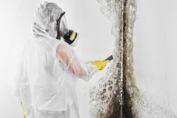Best Black Mold Remediation in Union City, OK