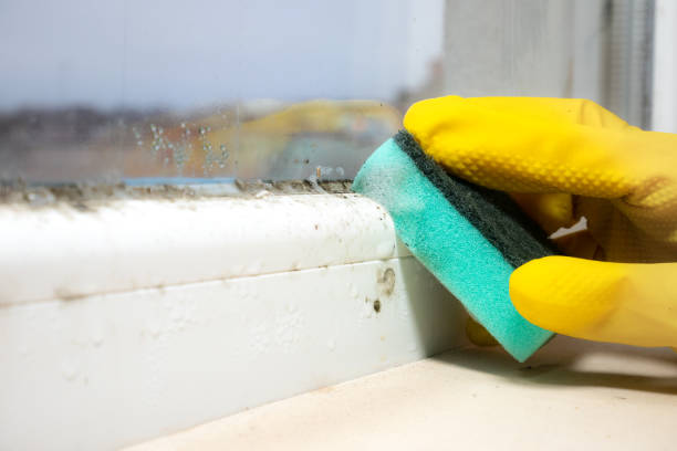 Best Health and Safety Mold Remediation in Union City, OK