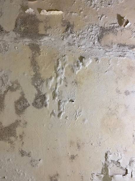 Best Emergency Mold Remediation in Union City, OK