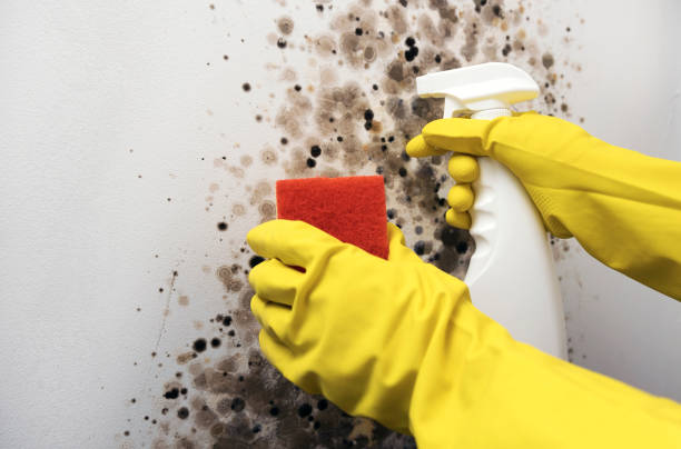 Best Attic Mold Remediation in Union City, OK