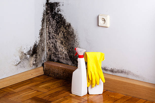Best Post-Flood Mold Remediation in Union City, OK
