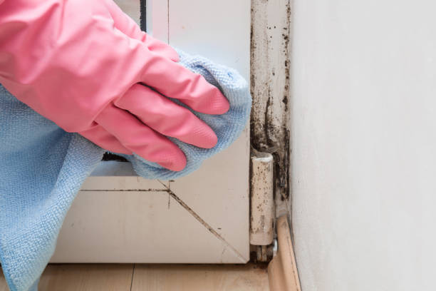 Best White Mold Remediation in Union City, OK