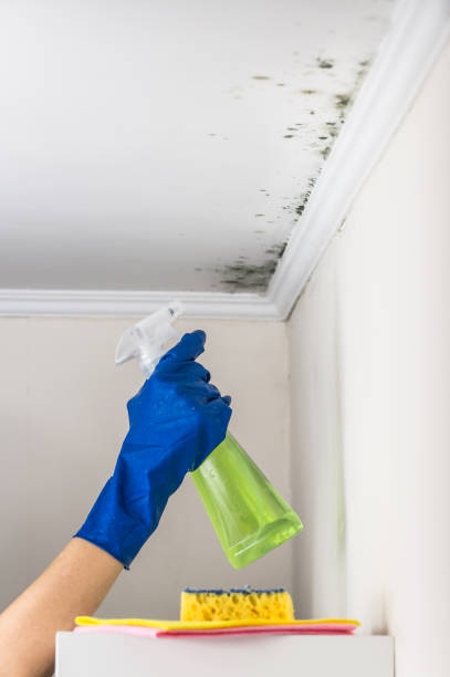 Best Post-Flood Mold Remediation in Union City, OK